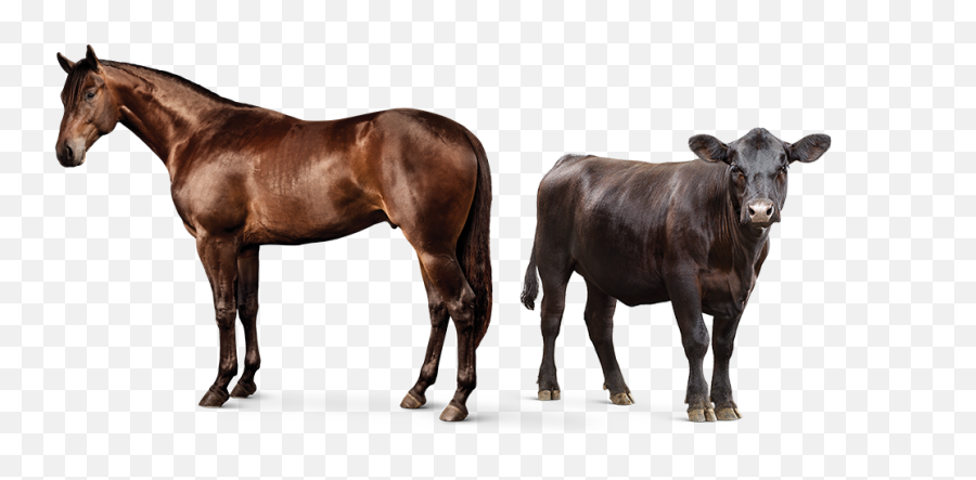 Animal Feed Supplements L Purina - Horse And Cow Png Emoji,Animal Png