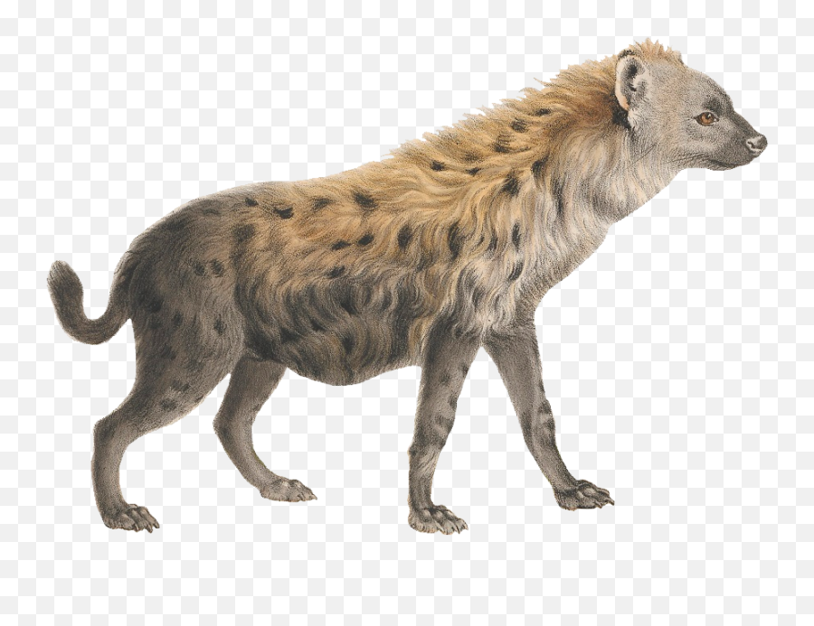 Hyena Png - Hyenas Png Emoji,Hyena Png