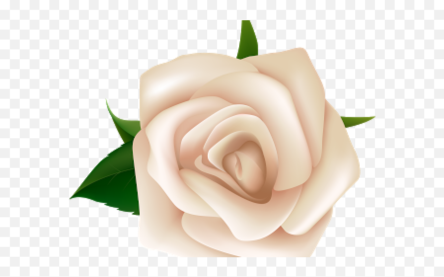 Download White Rose Clipart Natural - White Rose Clip Art Png Emoji,Rose Clipart Png