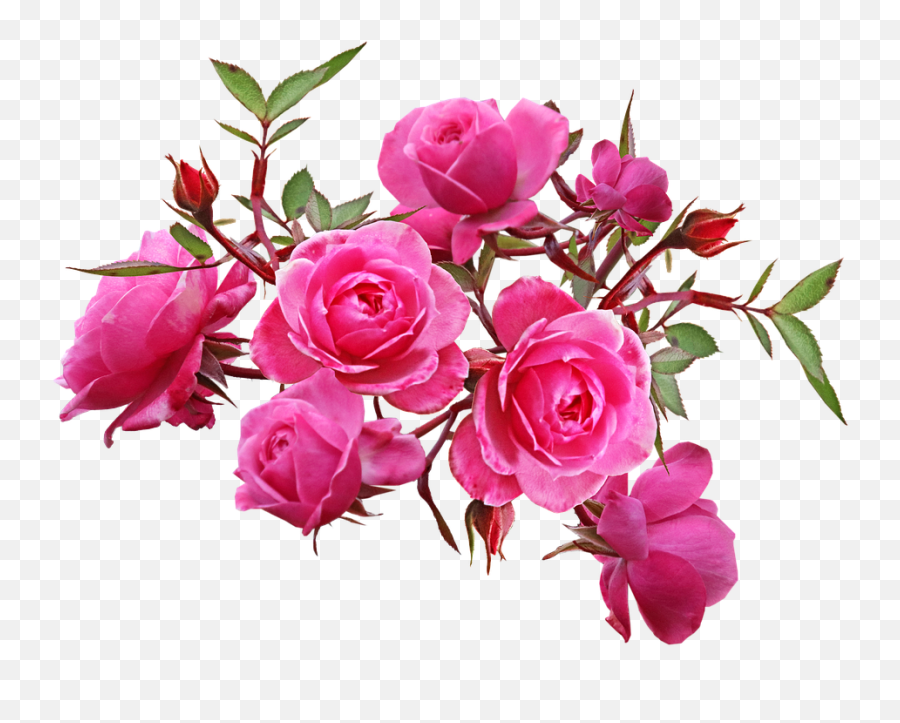 Flowers Pink Roses - Imagem De Flores Rosa Emoji,Rosa Png
