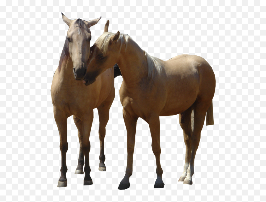Backgrounds Cashadvance6onlinecom Three Horses Rec Pc - Mustang Emoji,Horses Png