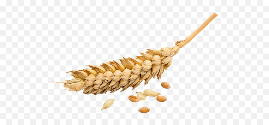 Wheat Png Transparent Images Background Free Download Emoji,Wheat Transparent Background