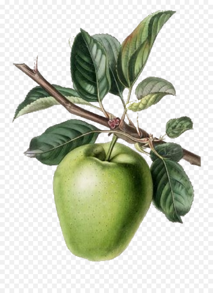 Green Apple Fruit Art Sticker By Jennyshaghira Emoji,Apple Cider Clipart