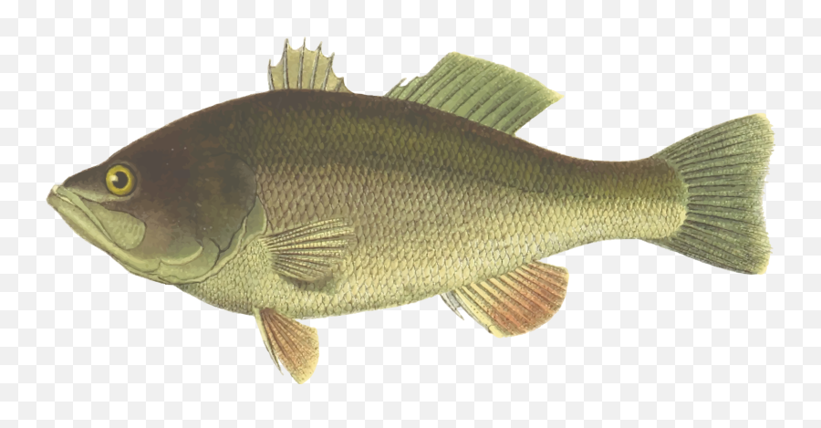 Download Perch Largemouth Bass Fish - Seabass Fish Clipart Png Emoji,Bass Clipart