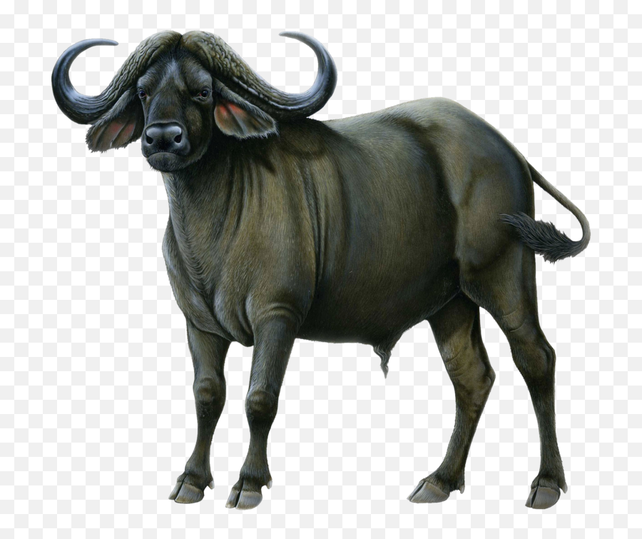 Ox Animal Png Picture - Cape Buffalo Transparent Background Emoji,Animal Png
