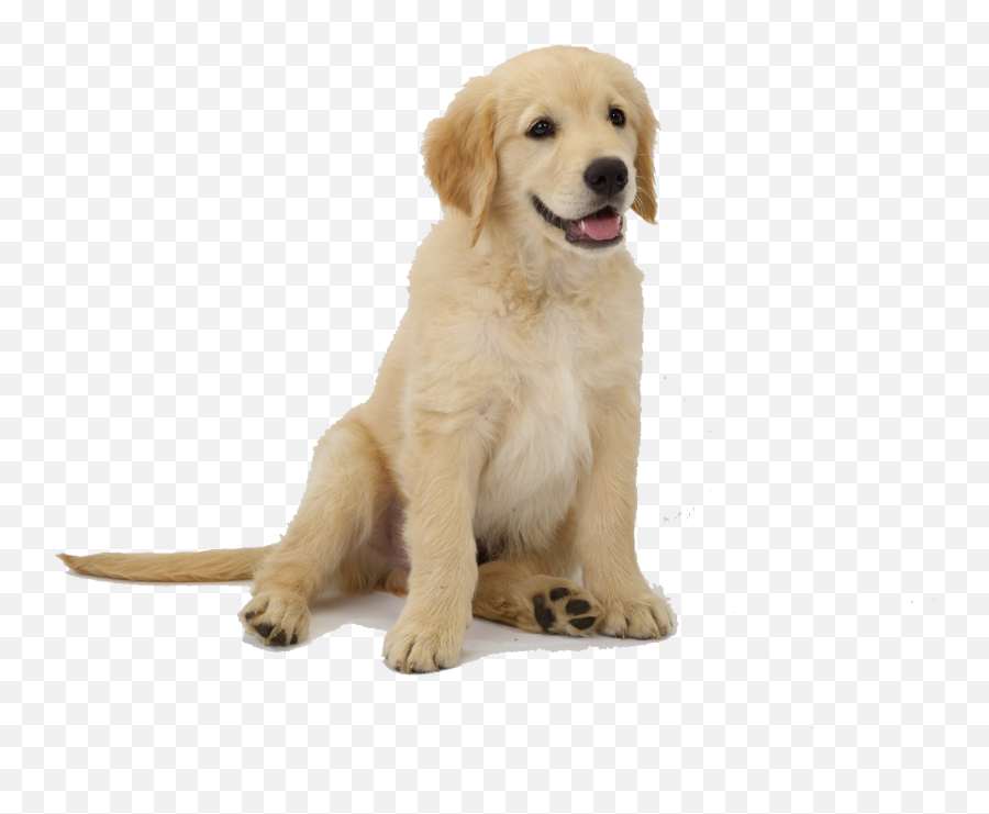 Labrador Retriever Puppy Clip Art - Luxusní Pelíšky Pro Psy Emoji,Puppy Png