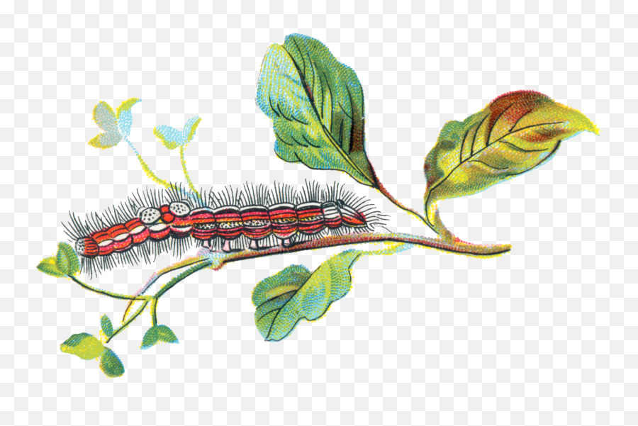 Porthesia Similis Caterpillar - Caterpillar Emoji,Caterpillar Png