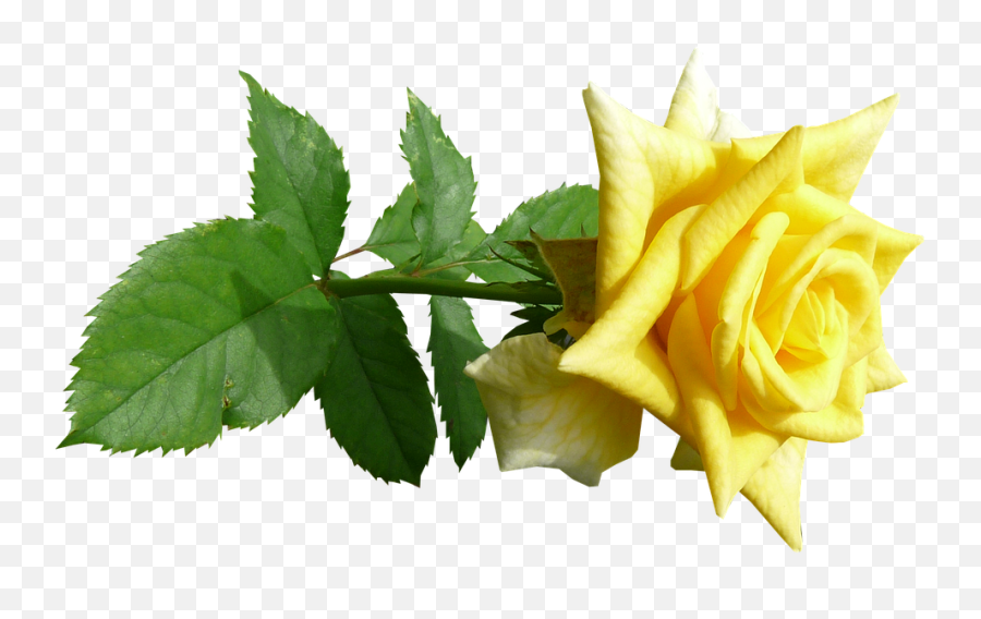 Rose Flower Stem Yellow - Yellow Flowers Stem Png Emoji,Flower Stem Png