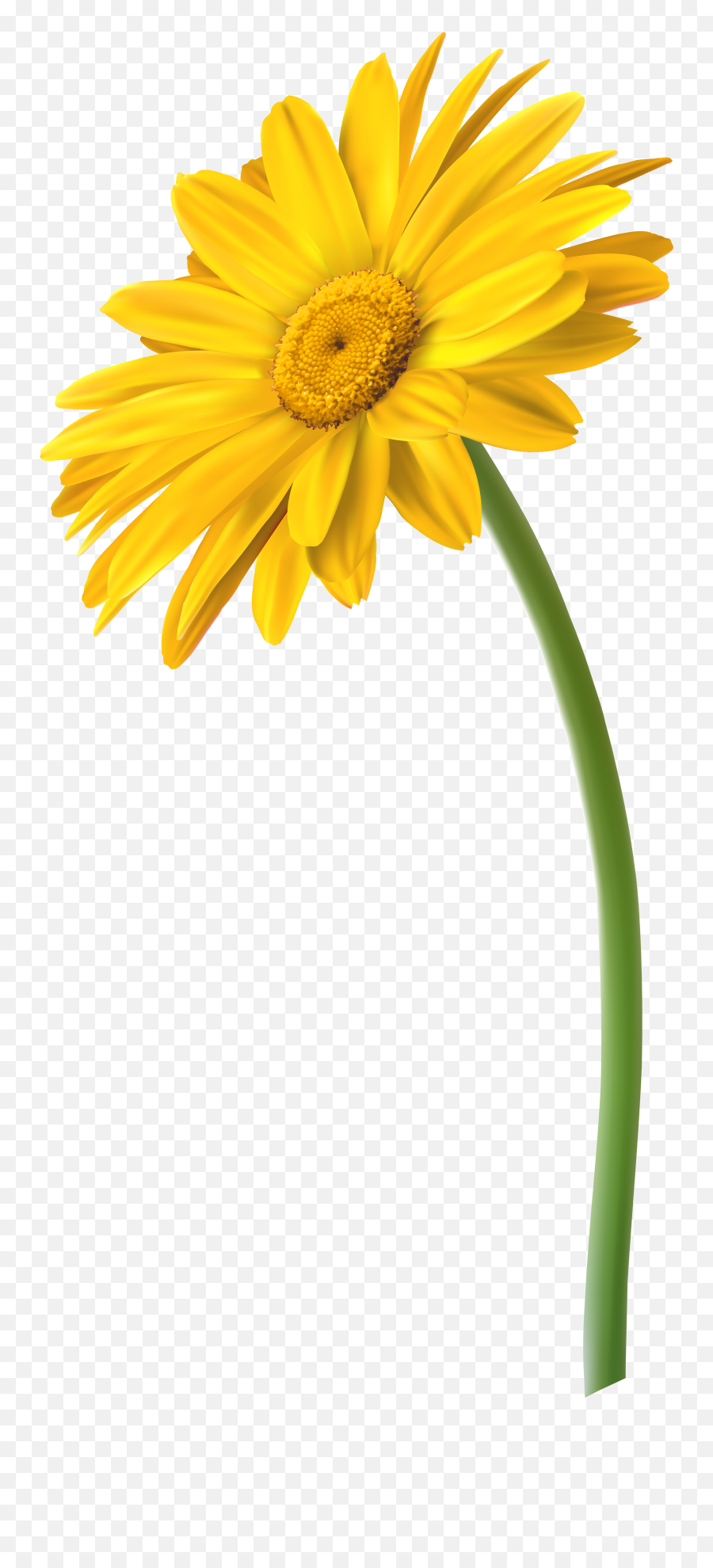 Daisy Png - Daisies Clipart Light Yellow Flower Marguerite Yellow Gerbera Png Emoji,Yellow Flower Transparent