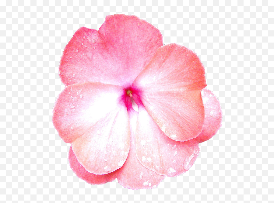 Flower Pink Pink Flowers Petal Png Picpng Emoji,Flower Petal Png