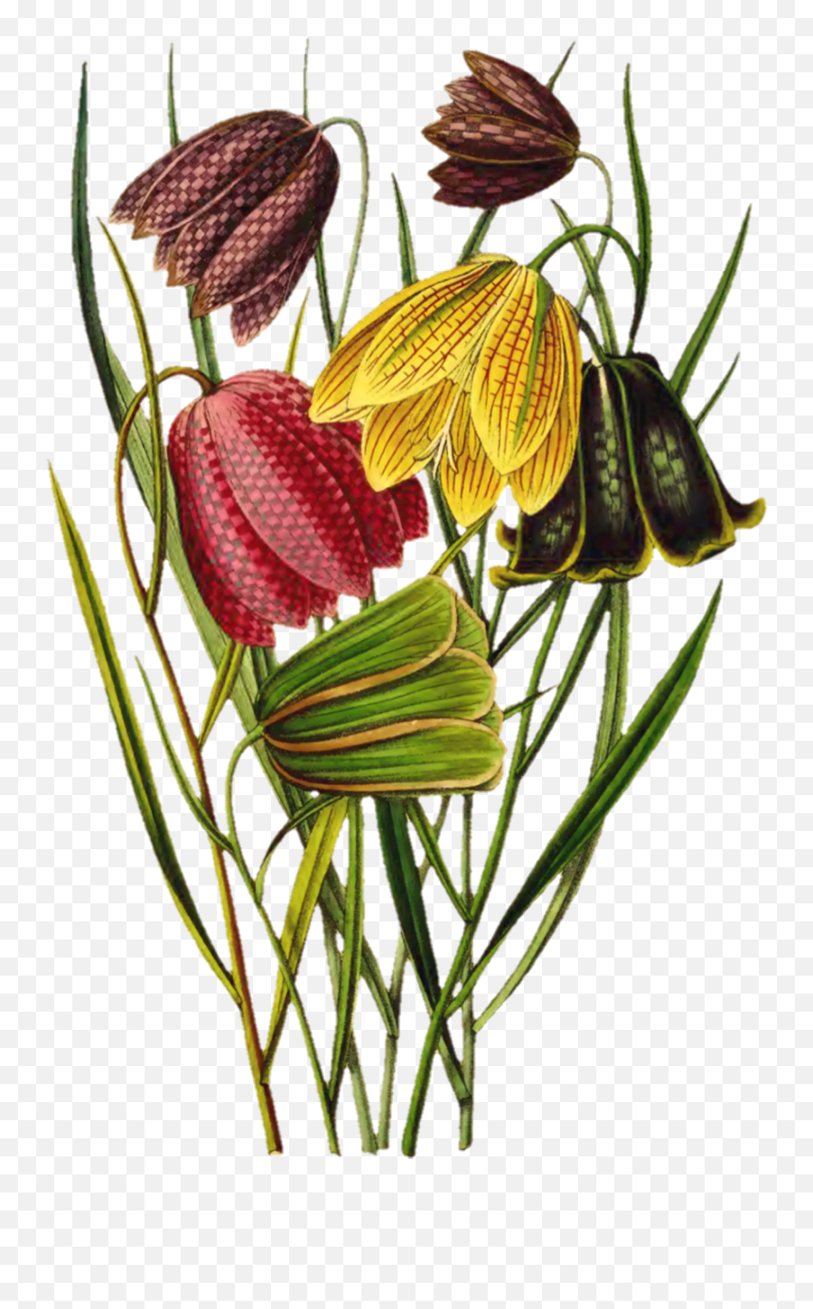Flowers Painted Art Clipart Free Stock Photo - Public Domain Emoji,Clipart Paints
