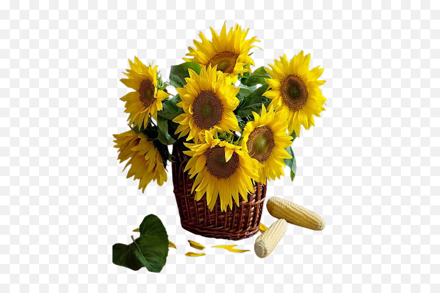 Sunflower Available In Different Size Png Transparent - Basket With Sunflowers Png Emoji,Sunflower Png