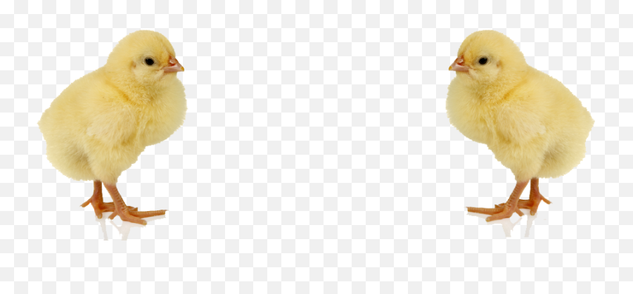 Baby Chicken Png Image Png Svg Clip Art For Web - Download Emoji,Chicken Emoji Png