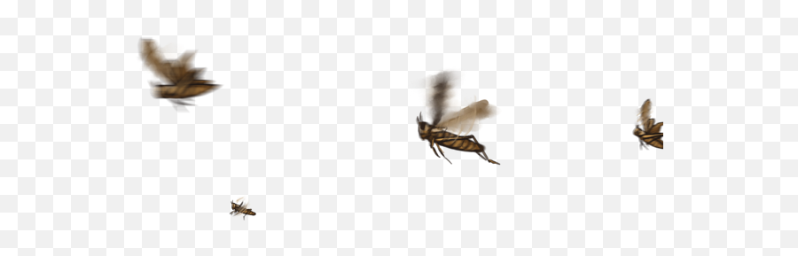 Download Fly Flying Png Clip Art Stock - Parasitism Emoji,Fly Png