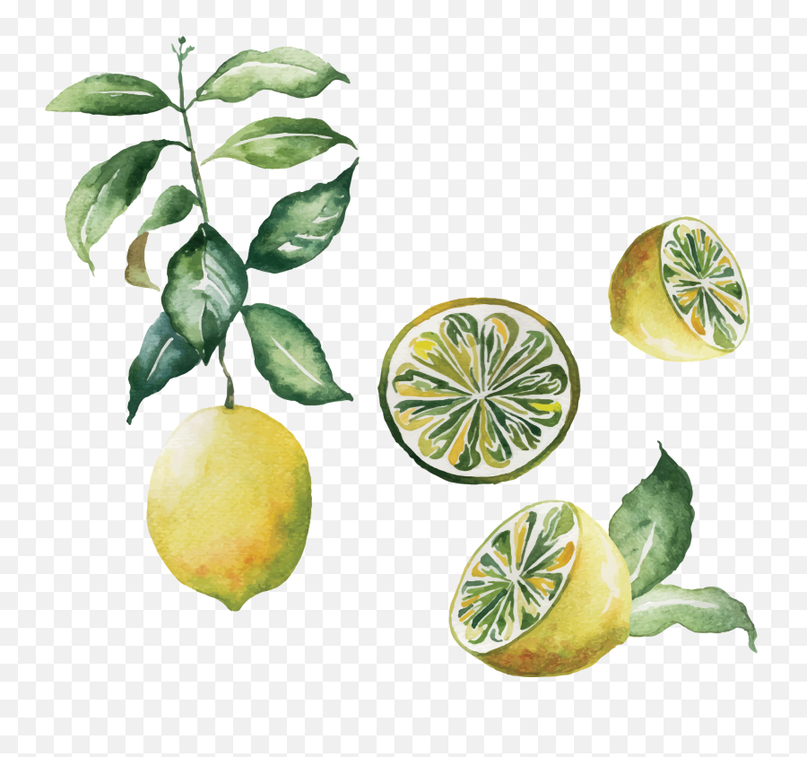 Lemon Watercolor Painting - Lemon Transparent Png Image Lemon Slices Watercolor Transparent Emoji,Lemon Clipart