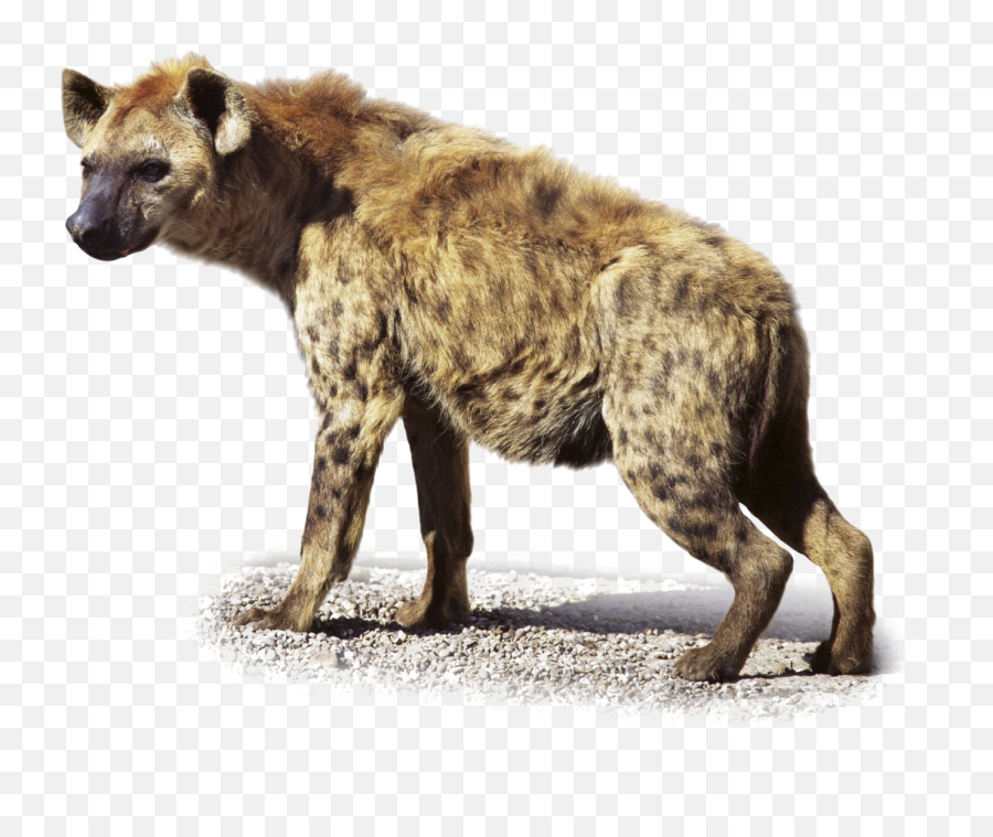 Hyena Transparent Images - Transparent Hyena Png Emoji,Hyena Png