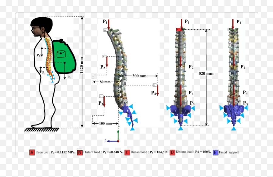 Spine Clipart Anterior - Load Of The Spine Emoji,Spine Clipart