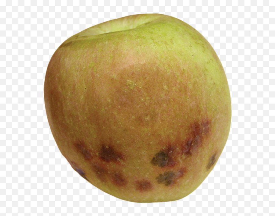 Physiological Disorders Tree Fruit Postharvest Export - Physiological Disorder Of Apple Brown Heart Emoji,Apple Transparent