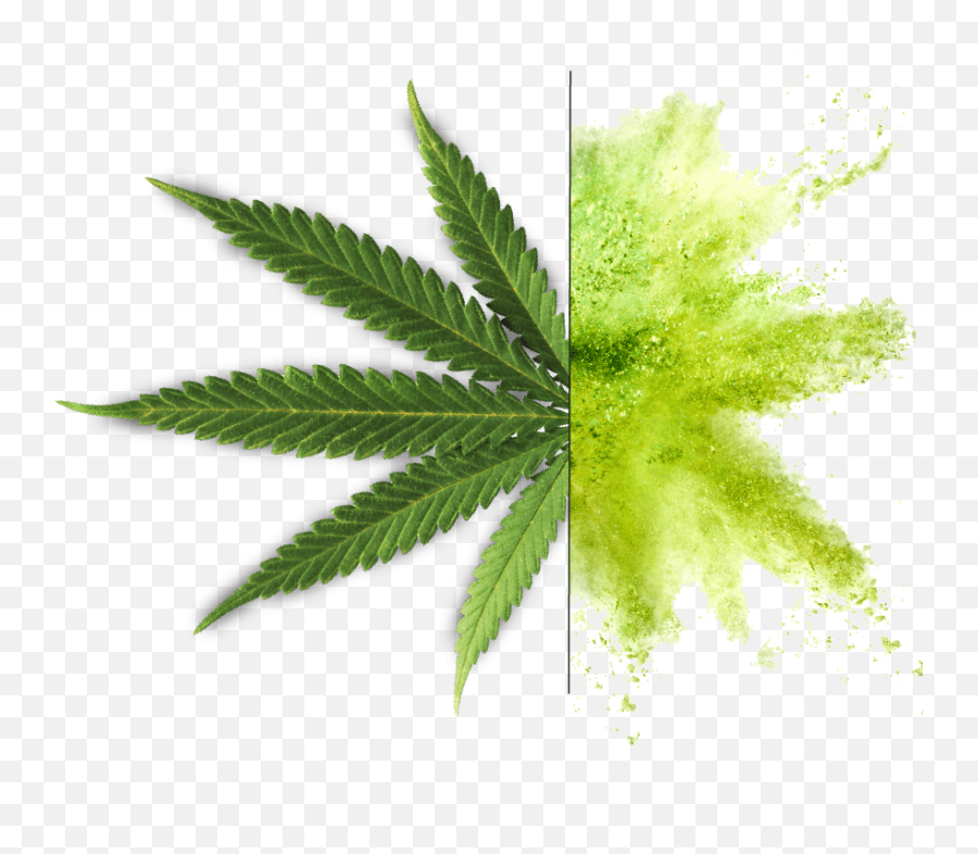 Bioharvest Emoji,Cannabis Png