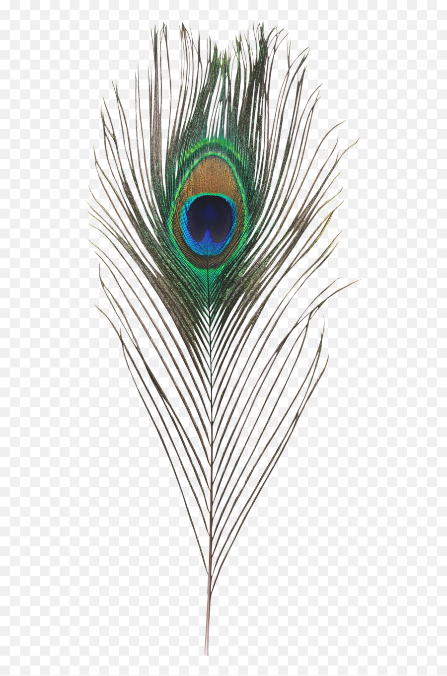 Download Single Peacock Feathers Png Hd - Transparent Krishna Peacock Feather Png Emoji,Peacock Feather Png