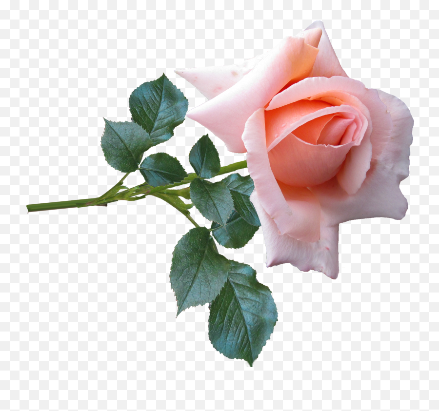 Download Rose Flower Stem Garden - Rose Real Flower Png Emoji,Flower Stem Png