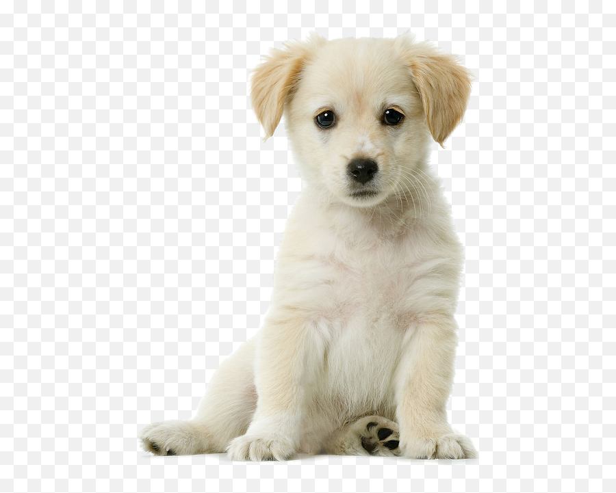 Golden Retriever Puppy Png Emoji,Cute Dog Png