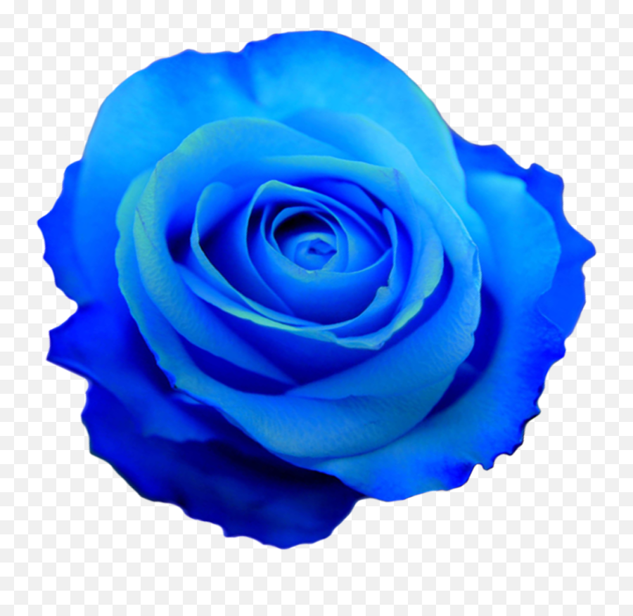 Blue Flower Transparent U0026 Free Blue Flower Transparentpng - Transparent Aesthetic Blue Flower Emoji,Flower Crown Transparent