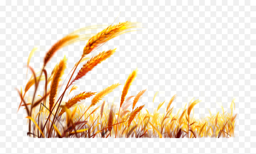 Download Hd Wheat Desktop Wallpaper Harvest - Wheat Field Emoji,Wheat Transparent Background
