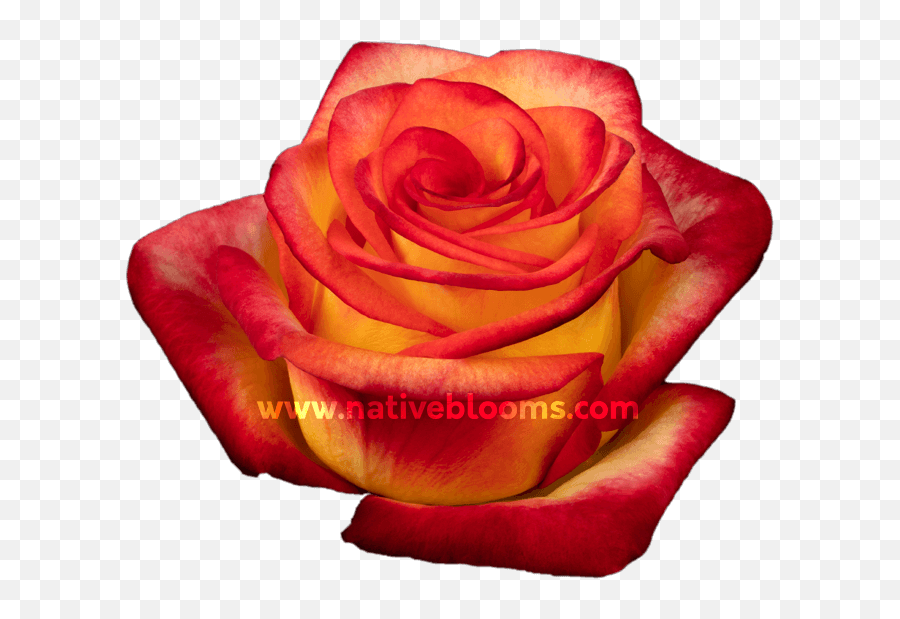 Premium Roses Wholesale Ecuadorian Roses Native Blooms Emoji,Yellow Roses Png
