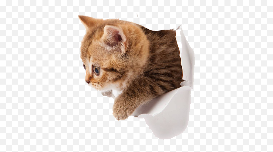 Transparent Background Cute Kittens Png - Kittens Transparent Background Emoji,Cat Transparent Background