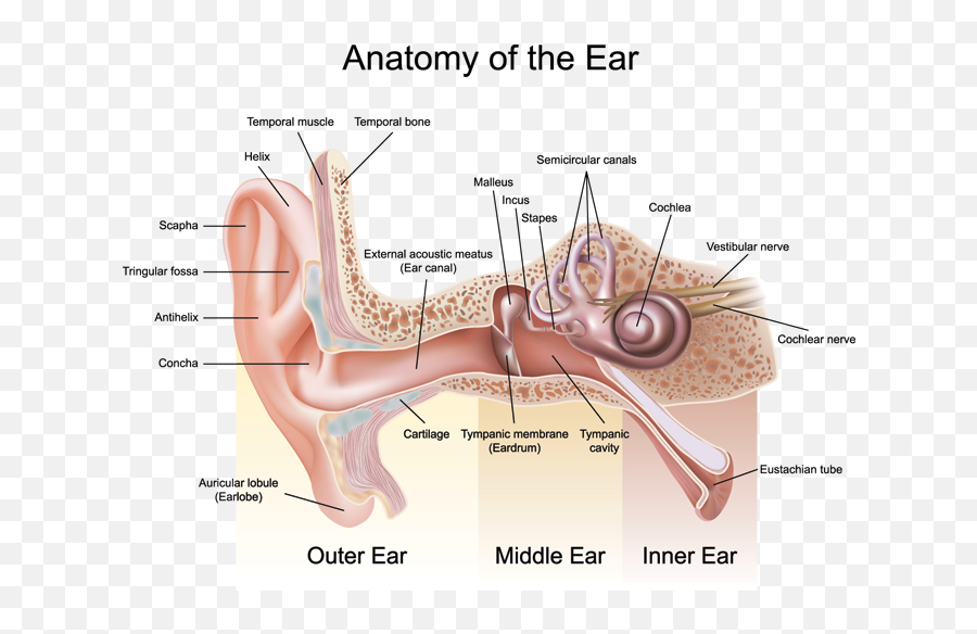 Why Do Children Have So Many Ear Infections Emoji,Ear Png