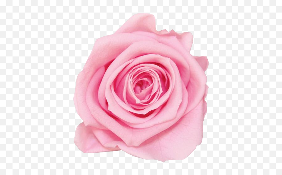 Download Light Pink Rose Png - Light Pink Rose Transparent Emoji,Pink Rose Png