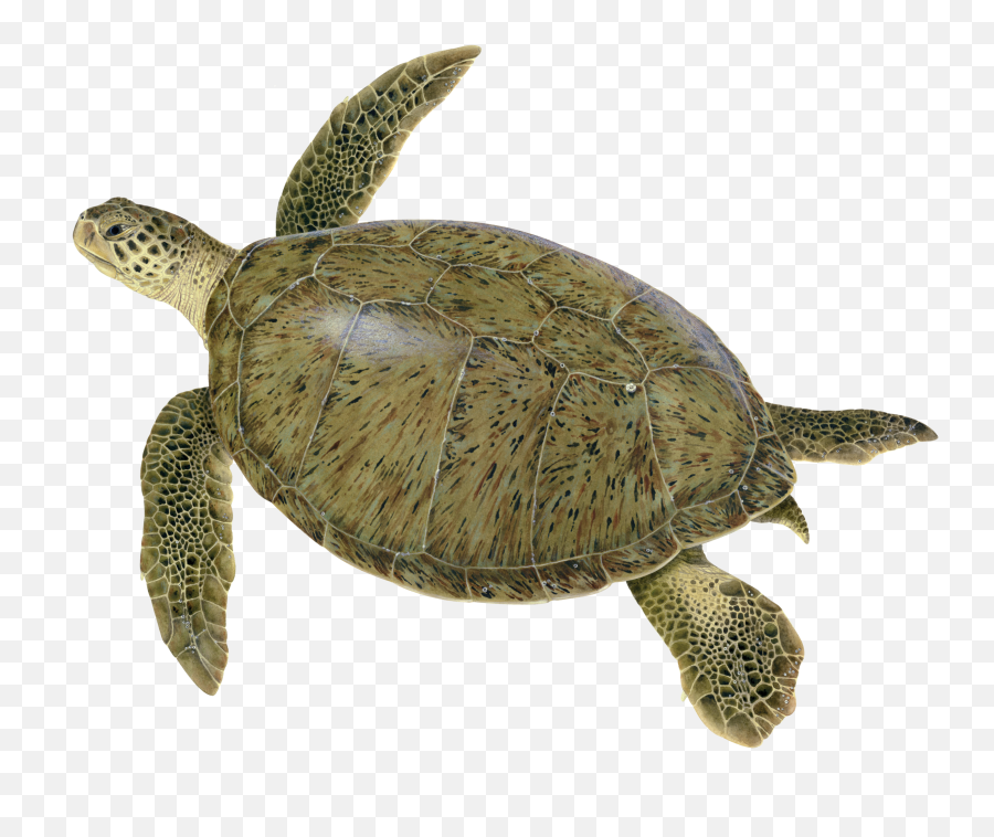 Learn About Sea Turtles Upwell - Green Sea Turtle Emoji,Sea Turtle Png