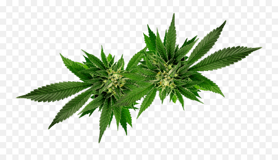 Pot Leaf Hd Png Download - Cannabis P Ng Emoji,Pot Leaf Transparent