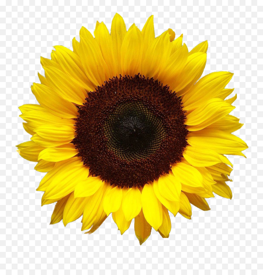 Sunflower Flower And Png - Image 6423916 On Favimcom Emoji,Flower Overlay Png