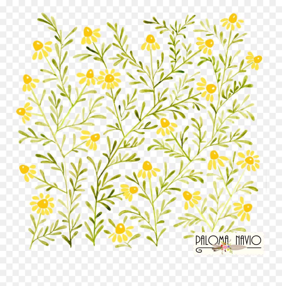 Wheat Clipart Watercolor - Acuarela Manzanilla Full Size Floral Emoji,Wheat Clipart