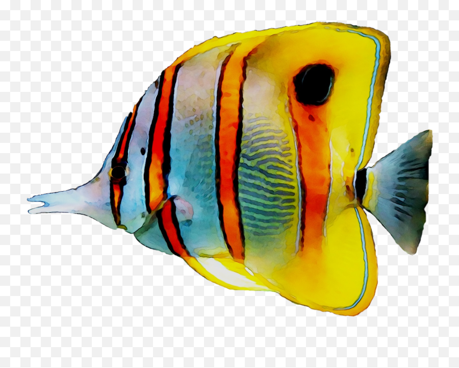 Coral Reef Angelfish Png Clipart - Transparent Background Png Clipart Transparent Coral Reef Emoji,Coral Reef Clipart