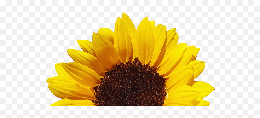 Download Stoney Bologna - Clear Background Sunflower Png Clear Background Sunflower Png Emoji,Sunflower Png