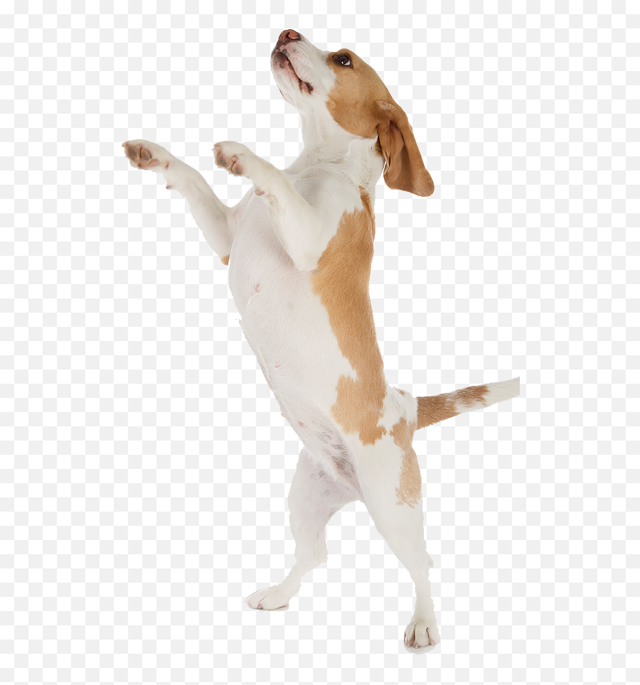 Dog - Dogs Jumping White Background Transparent Cartoon Dog White Background Png Emoji,Dog Transparent