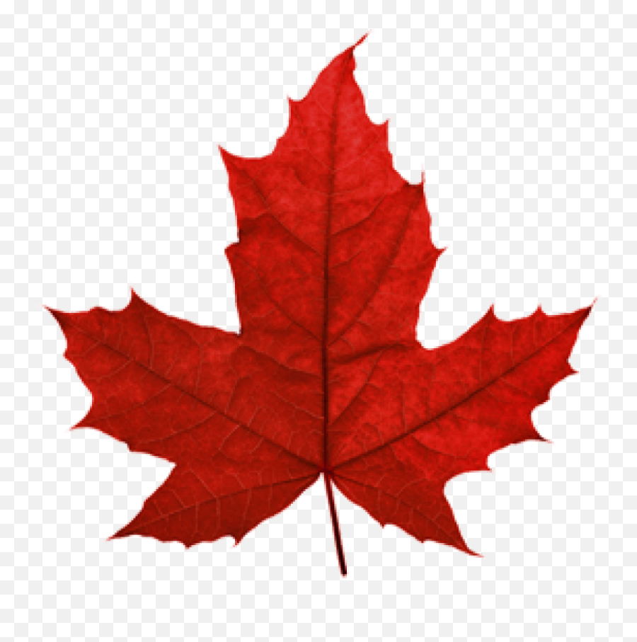 Maple Leaf Clip Art Portable Network Graphics Canada - Transparent Maple Leaf Png Emoji,Maple Leaf Clipart