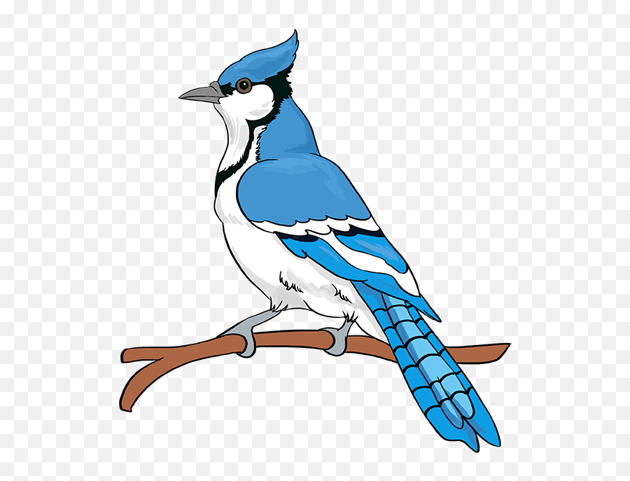How To Draw A Blue Jay - Really Easy Drawing Tutorial Blue Jay Emoji,Toronto Blue Jays Logo