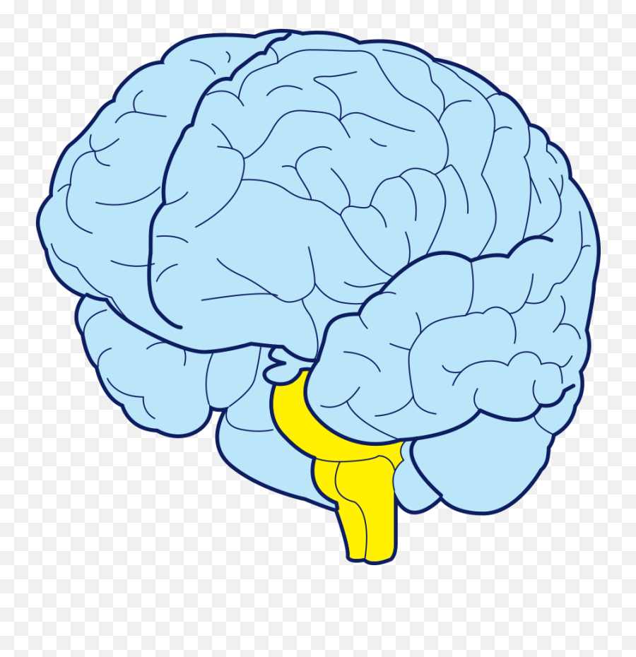 Brain Png - Brain Stem Transparent Emoji,Brain Png