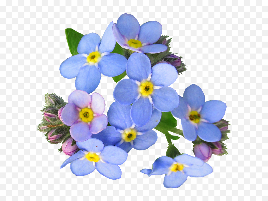 Forget Me Not Flowers - Forget Me Not Flower Png Emoji,Forget Me Not Flowers Clipart