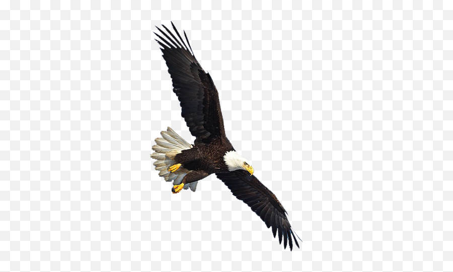 Eagle Png Image Free Download - Eagle Flying Transparent Background Emoji,Eagle Png