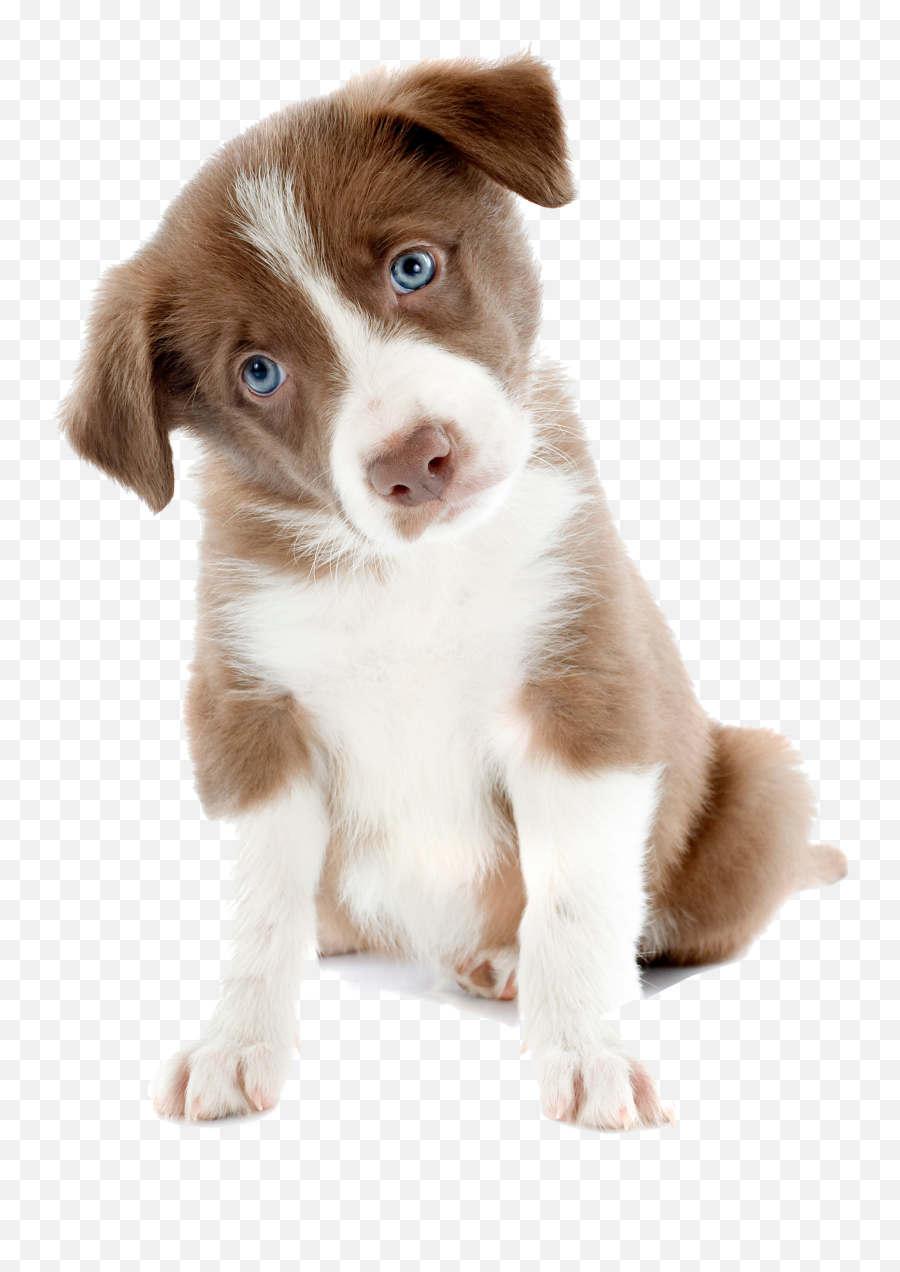 Puppy Rough Collie Cat Pet Fence Emoji,Cute Dog Png