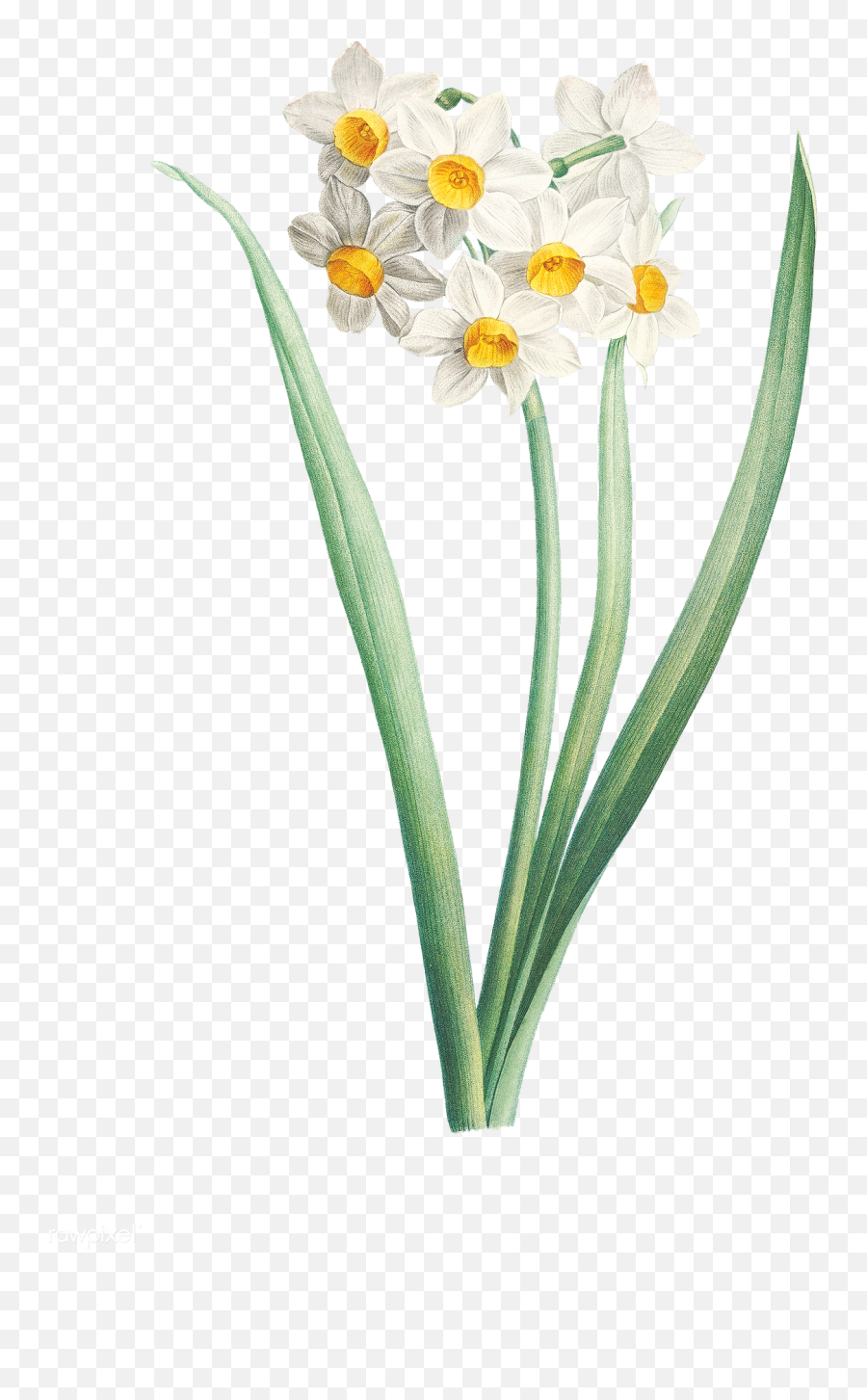 Easter Flower Vector Transparent File Emoji,Flower Vector Png