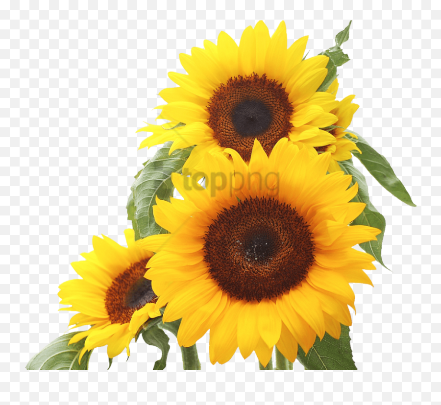 Download Free Png Sunflower Png Png Image With Transparent - Sunflower Seed Transparent Background Sunflower Clipart Png Emoji,Sunflower Png