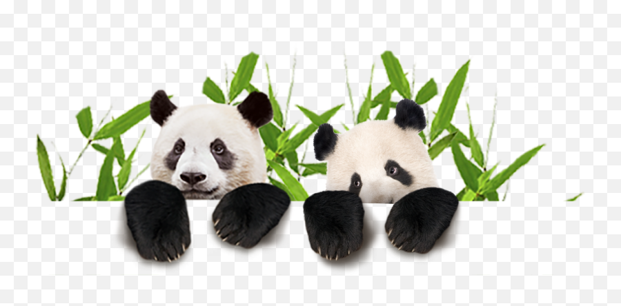 Panda Png Animal Images Panda Bear - Soft Emoji,Animal Png