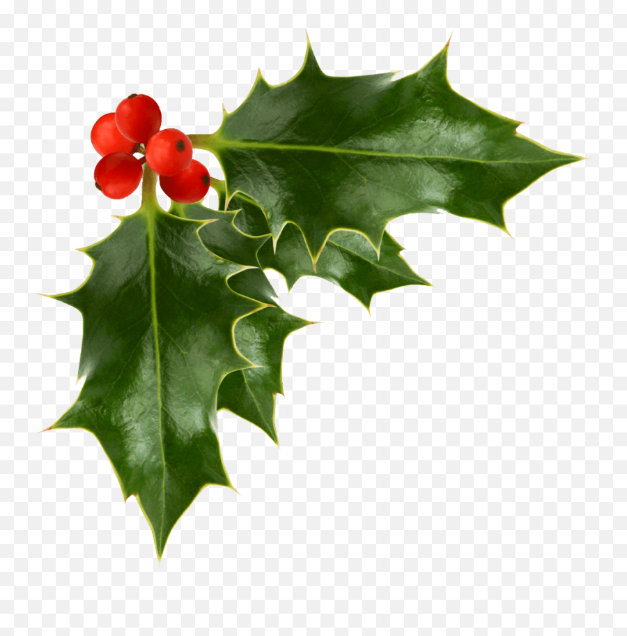 Holly Clipart Transparent Background - Transparent Background Holly Png Emoji,Holly Clipart