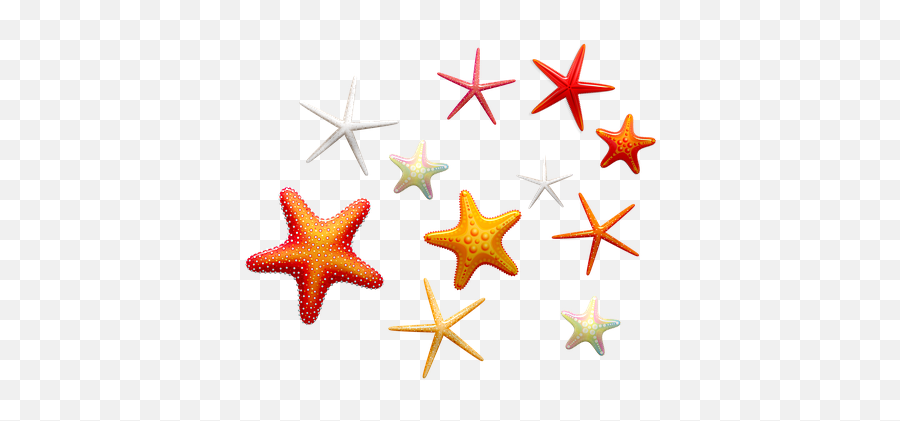 100 Free Starfish U0026 Beach Illustrations - Pixabay Ocean Starfish Emoji,Starfish Clipart Black And White